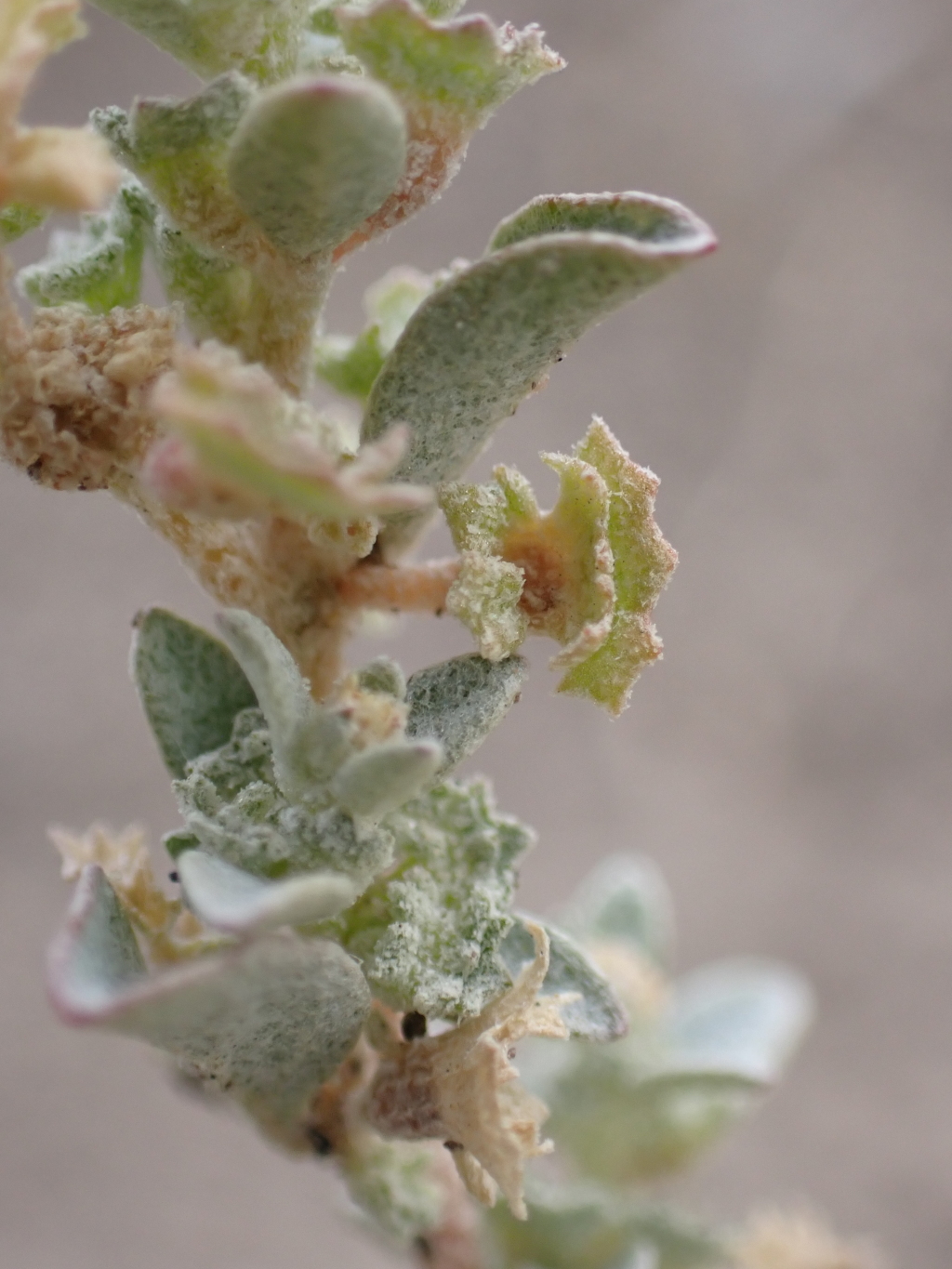 Atriplex eardleyae (hero image)