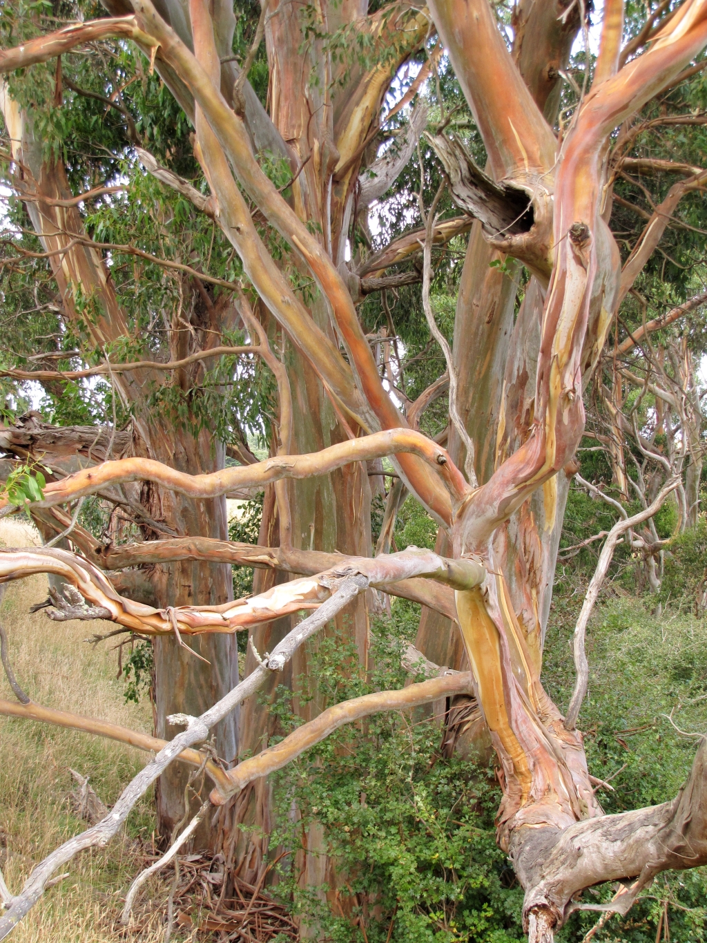 Eucalyptus brookeriana (hero image)