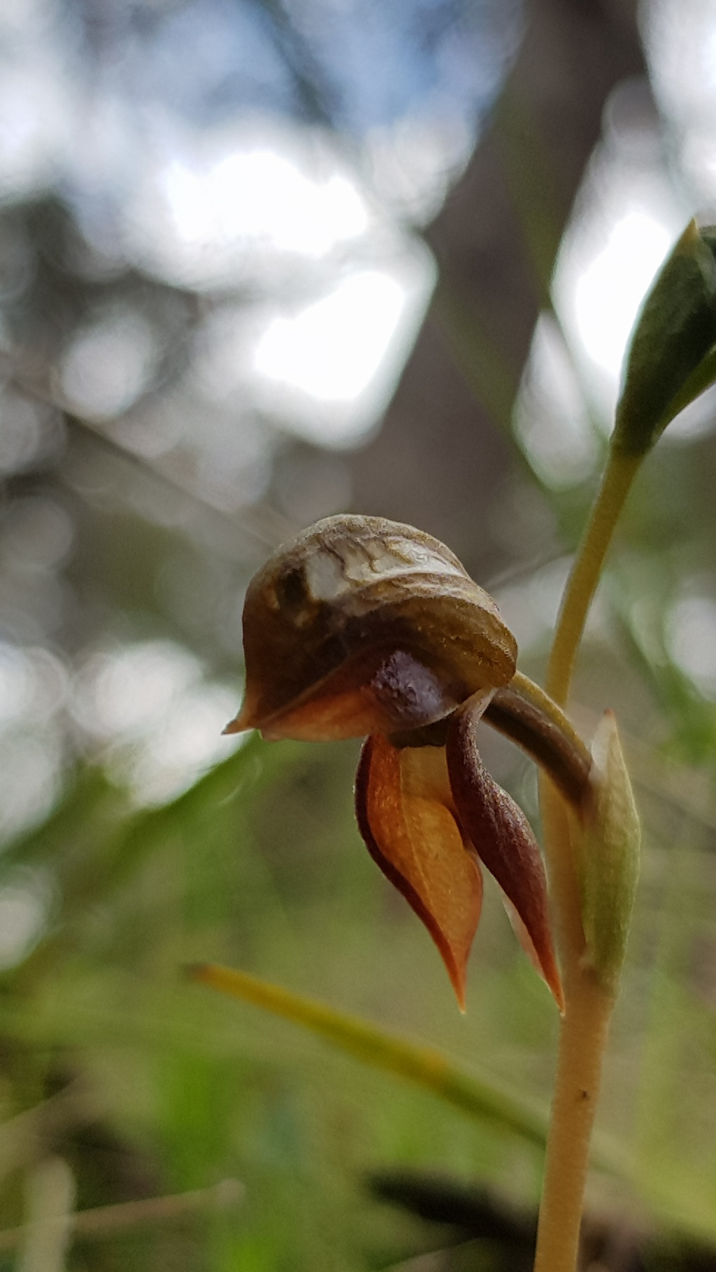 Pterostylis squamata (hero image)