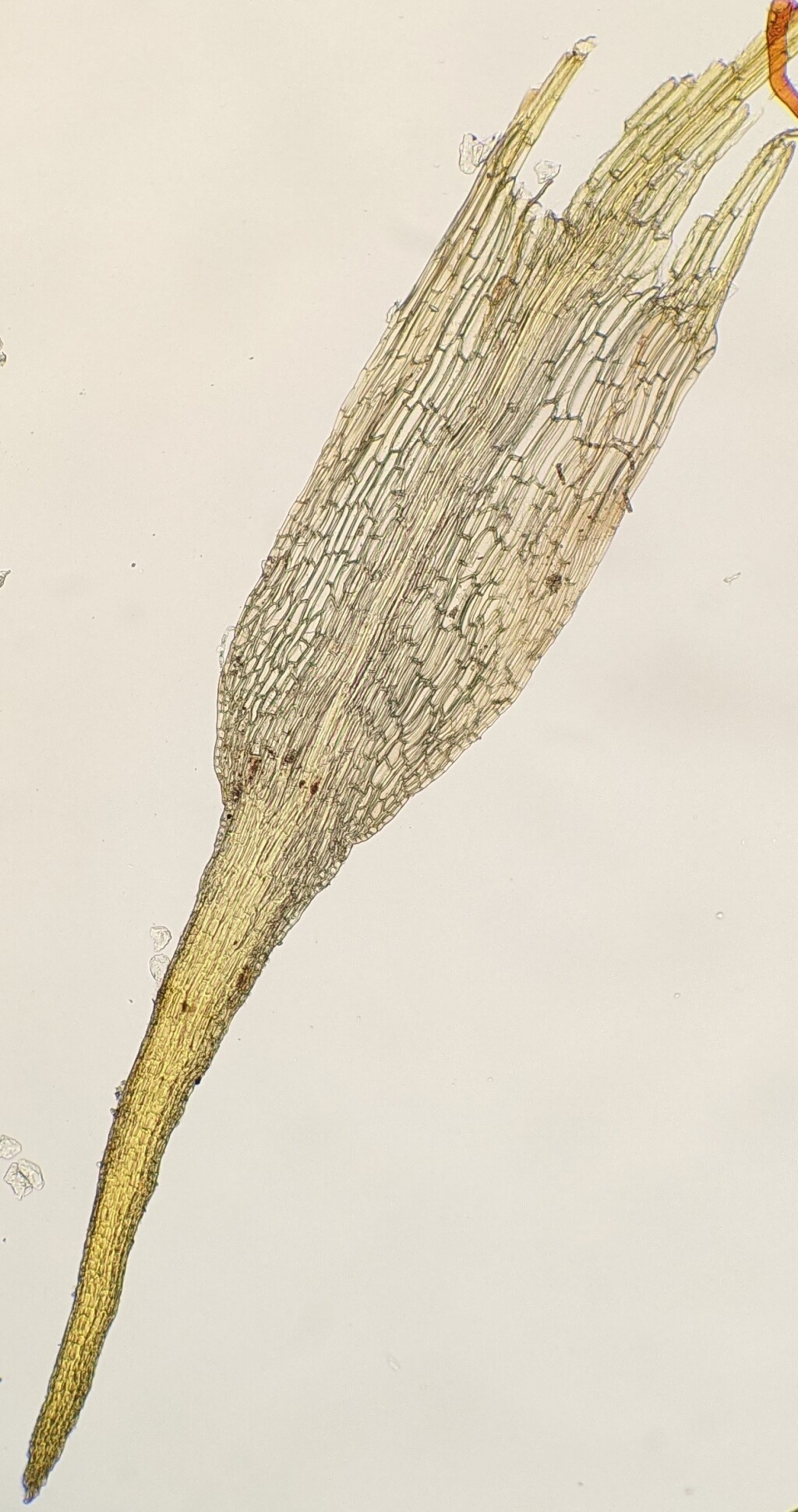 Trematodon flexipes (hero image)