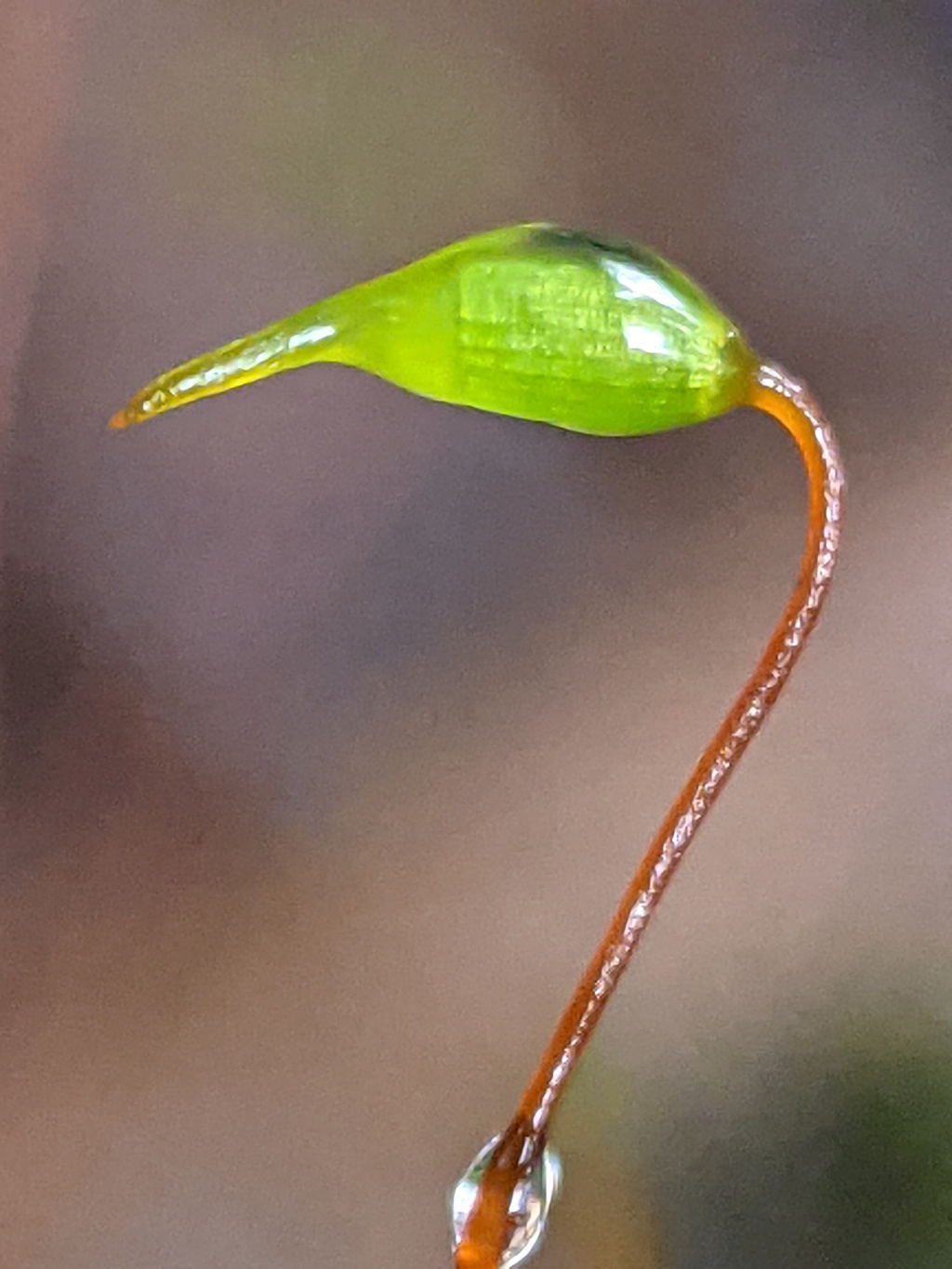 Warburgiella leucocytus (hero image)