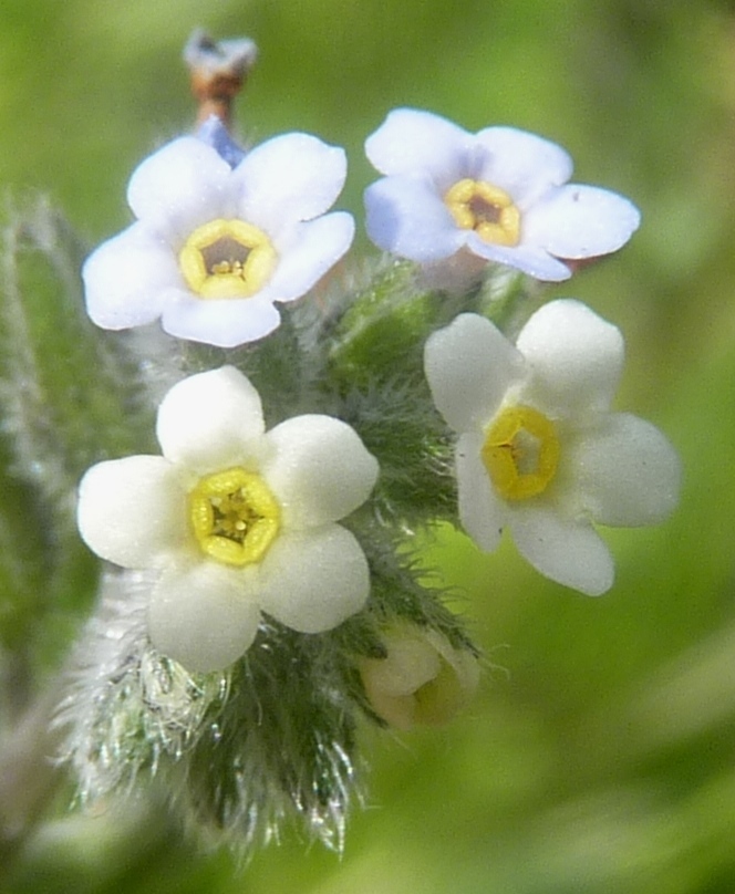 Myosotis discolor (hero image)