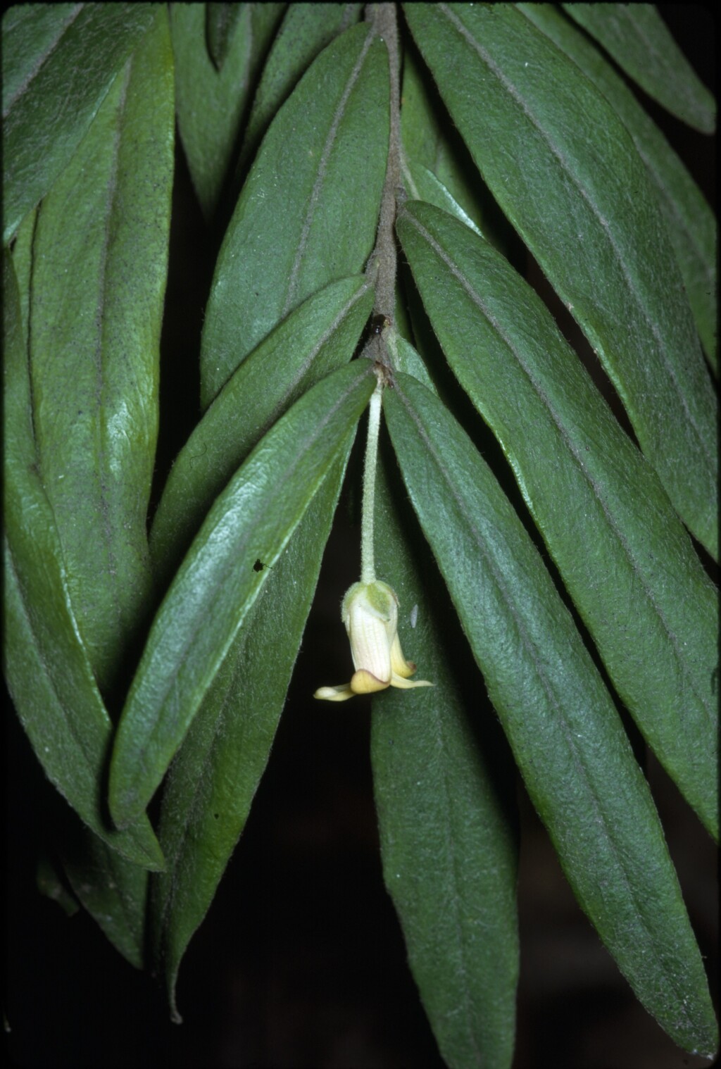 Pittosporum bicolor (hero image)