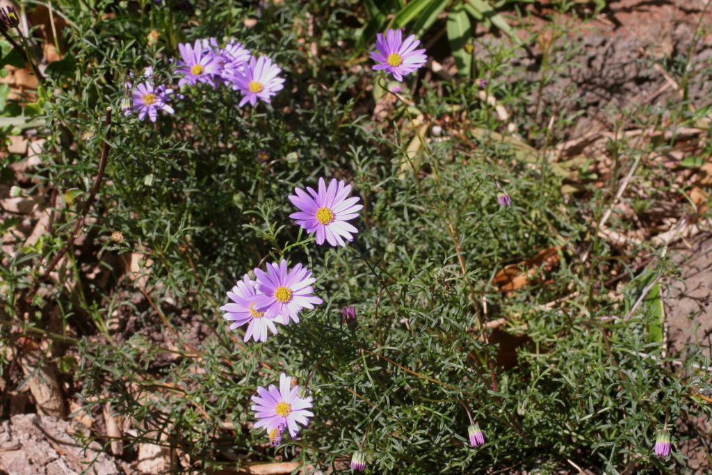 Brachyscome multifida (hero image)