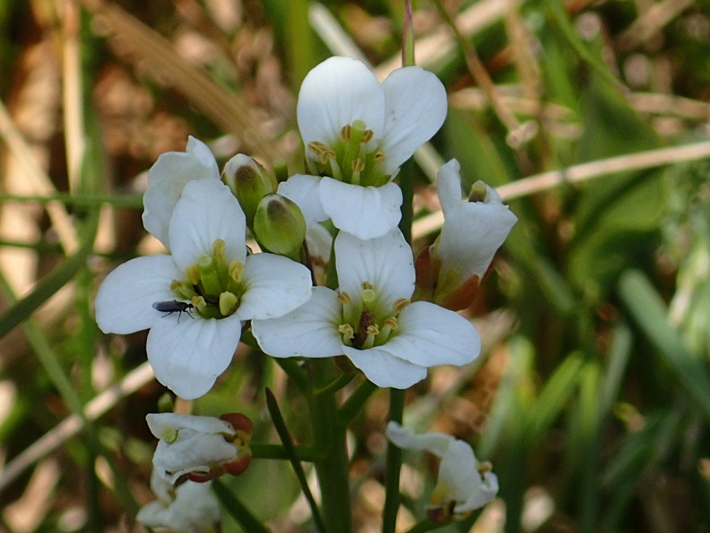 Cardamine astoniae (hero image)