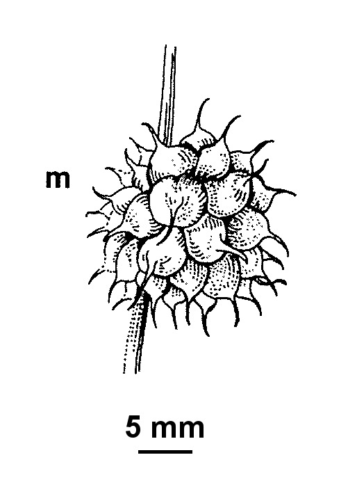 Sparganium erectum (hero image)