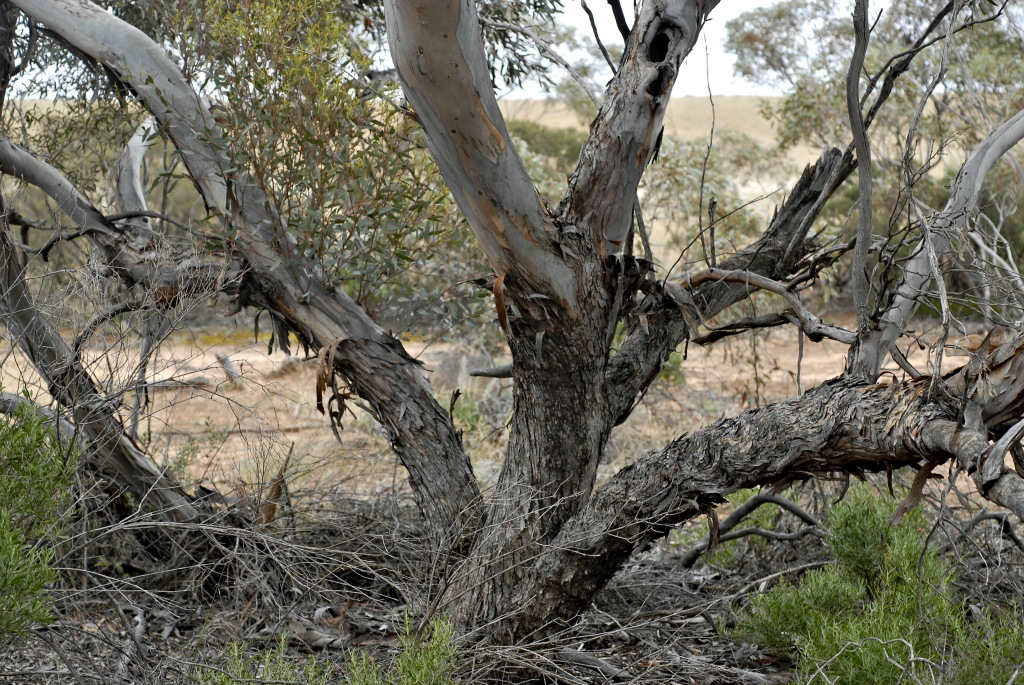 Eucalyptus porosa (hero image)