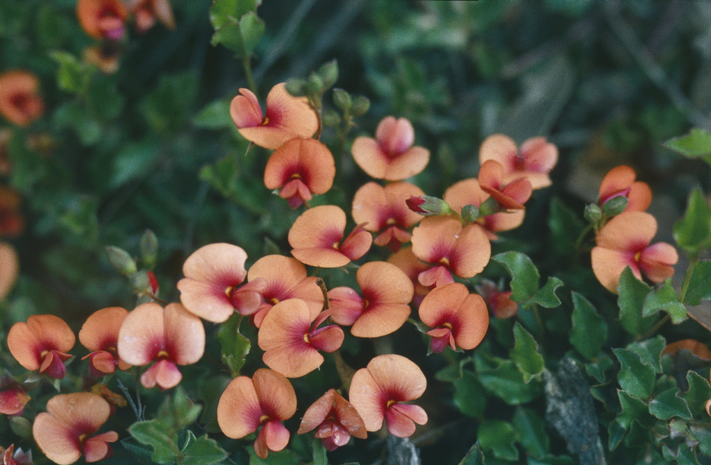 Podolobium procumbens (hero image)