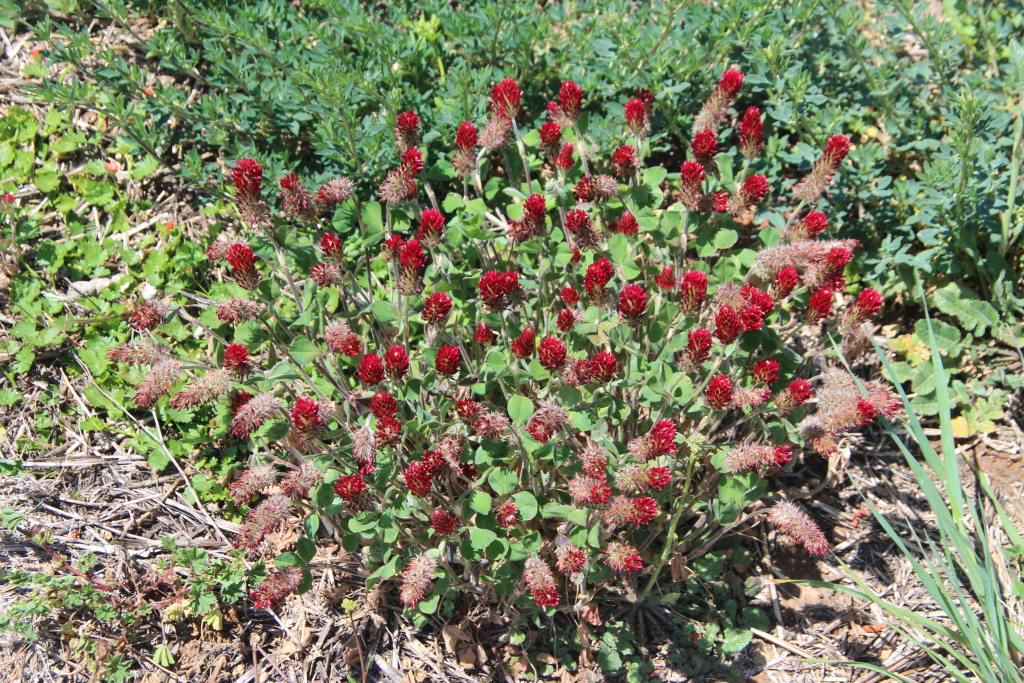 Trifolium incarnatum (hero image)