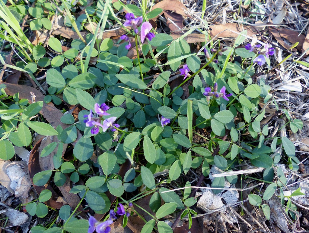 Glycine tabacina (hero image)