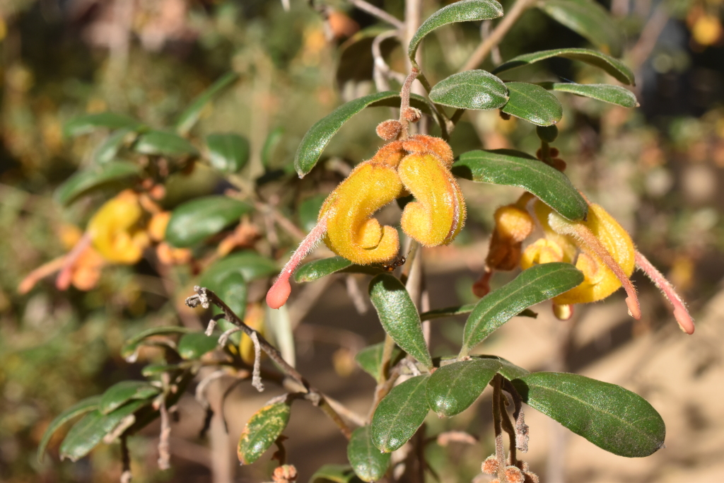 Grevillea chrysophaea (hero image)