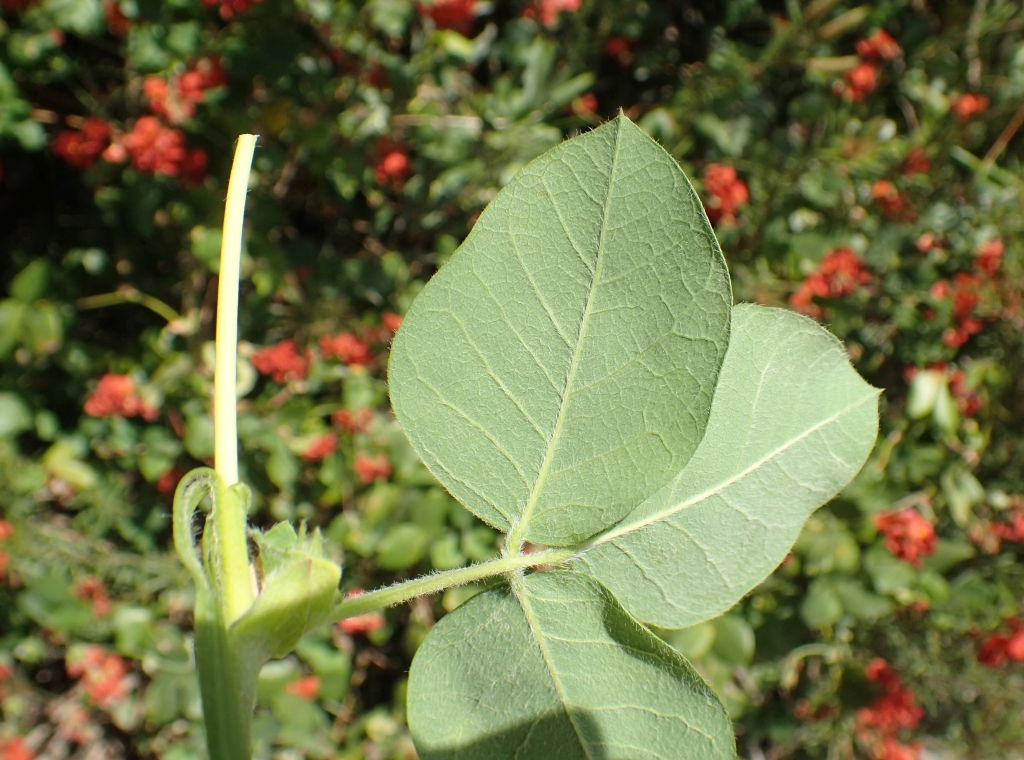 Kennedia lateritia (hero image)