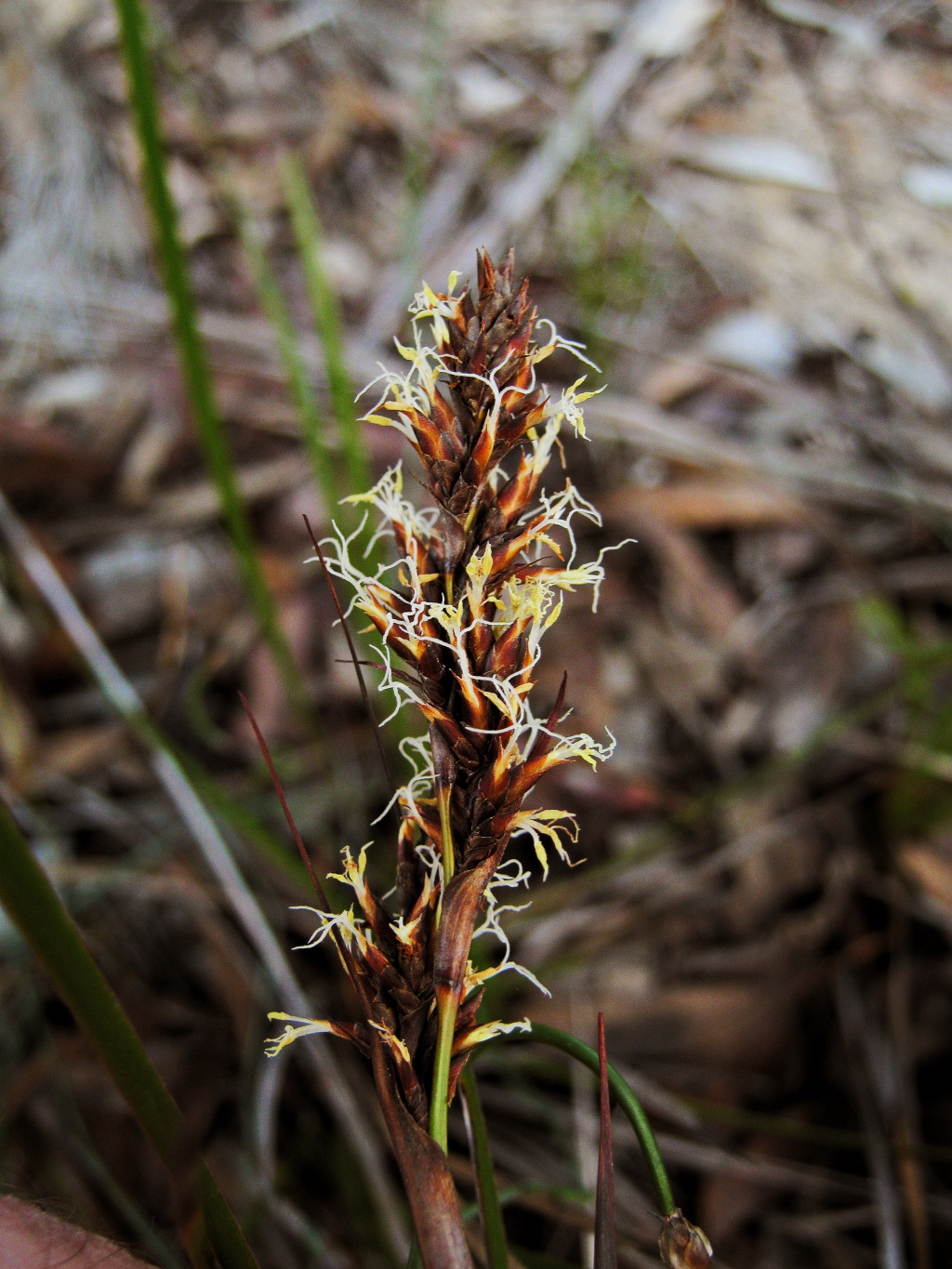 Lepidosperma laeve (hero image)