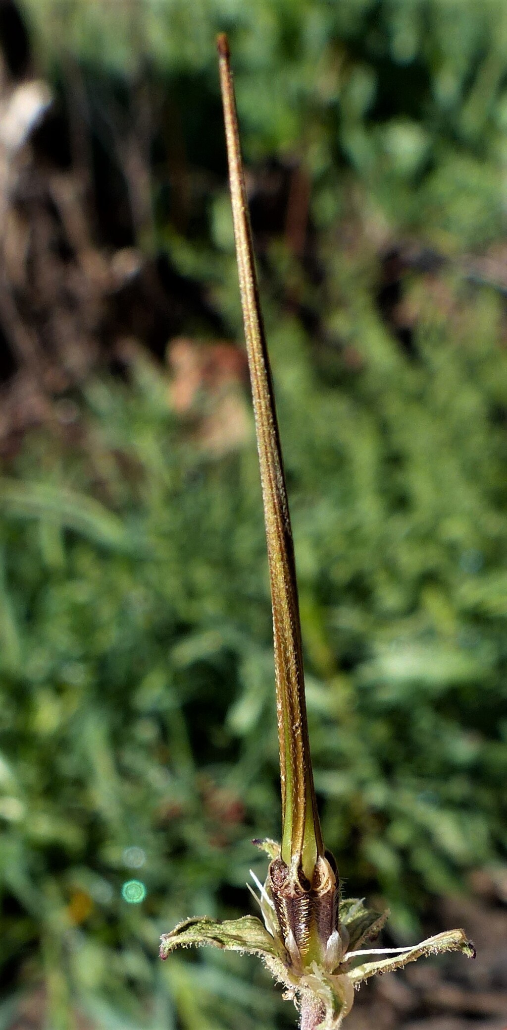 Erodium moschatum (hero image)