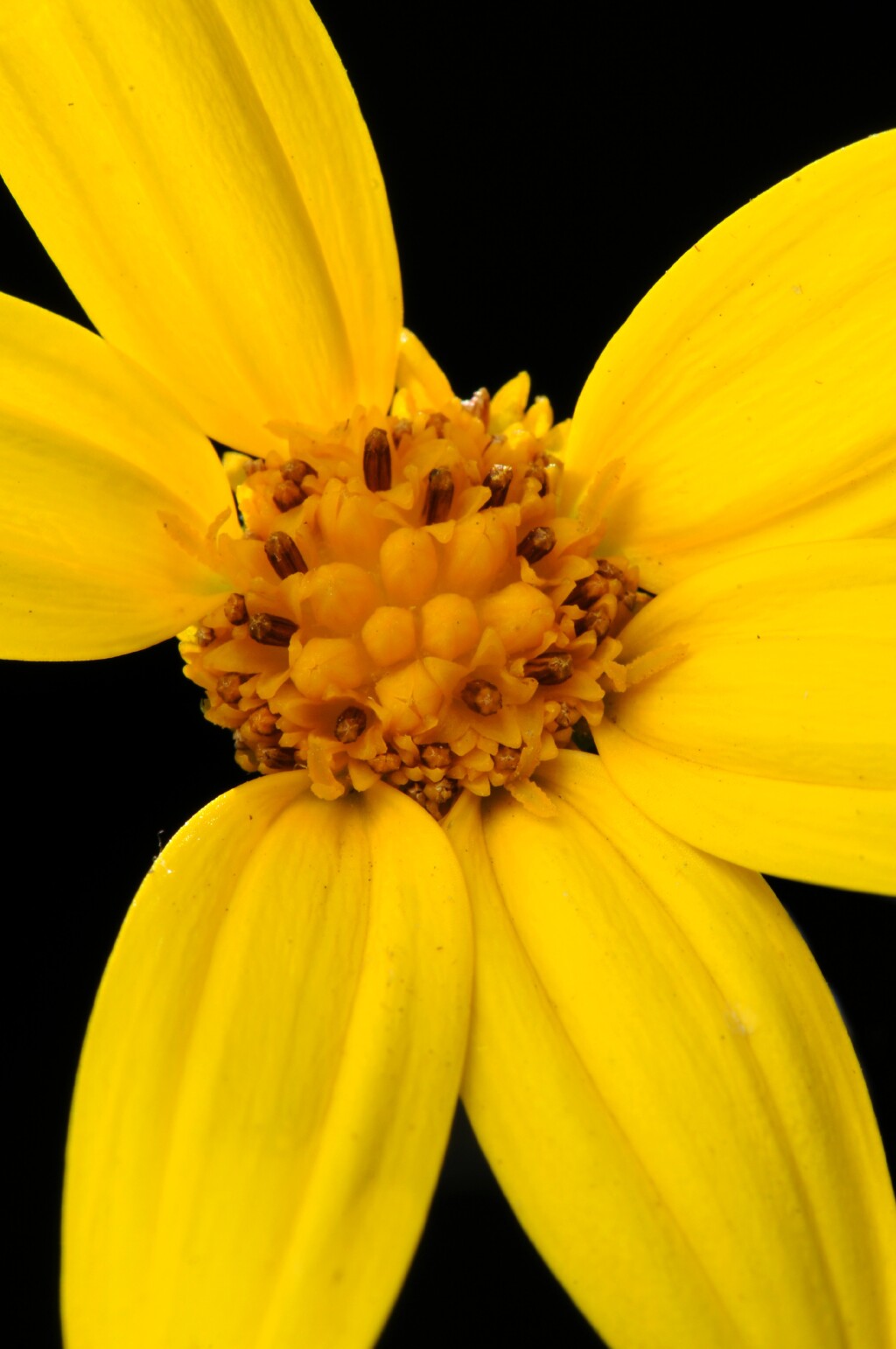 Chrysanthemoides monilifera (hero image)