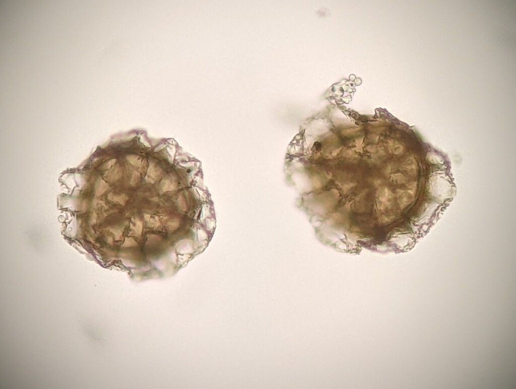 Asterella (hero image)