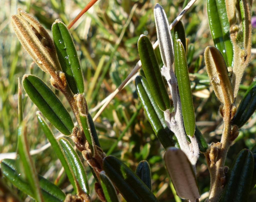 Hovea montana (hero image)