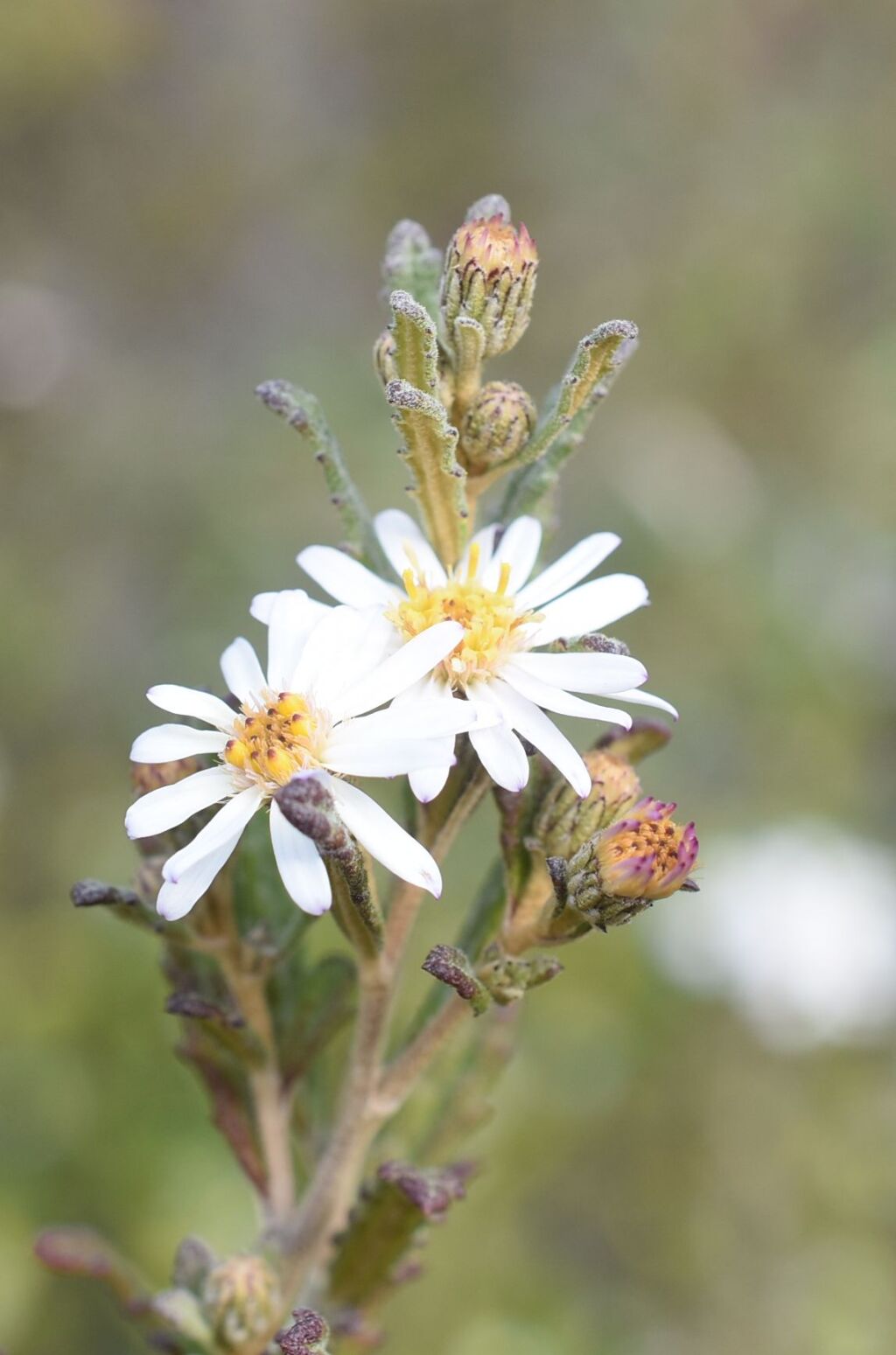 Olearia rugosa subsp. angustifolia (hero image)