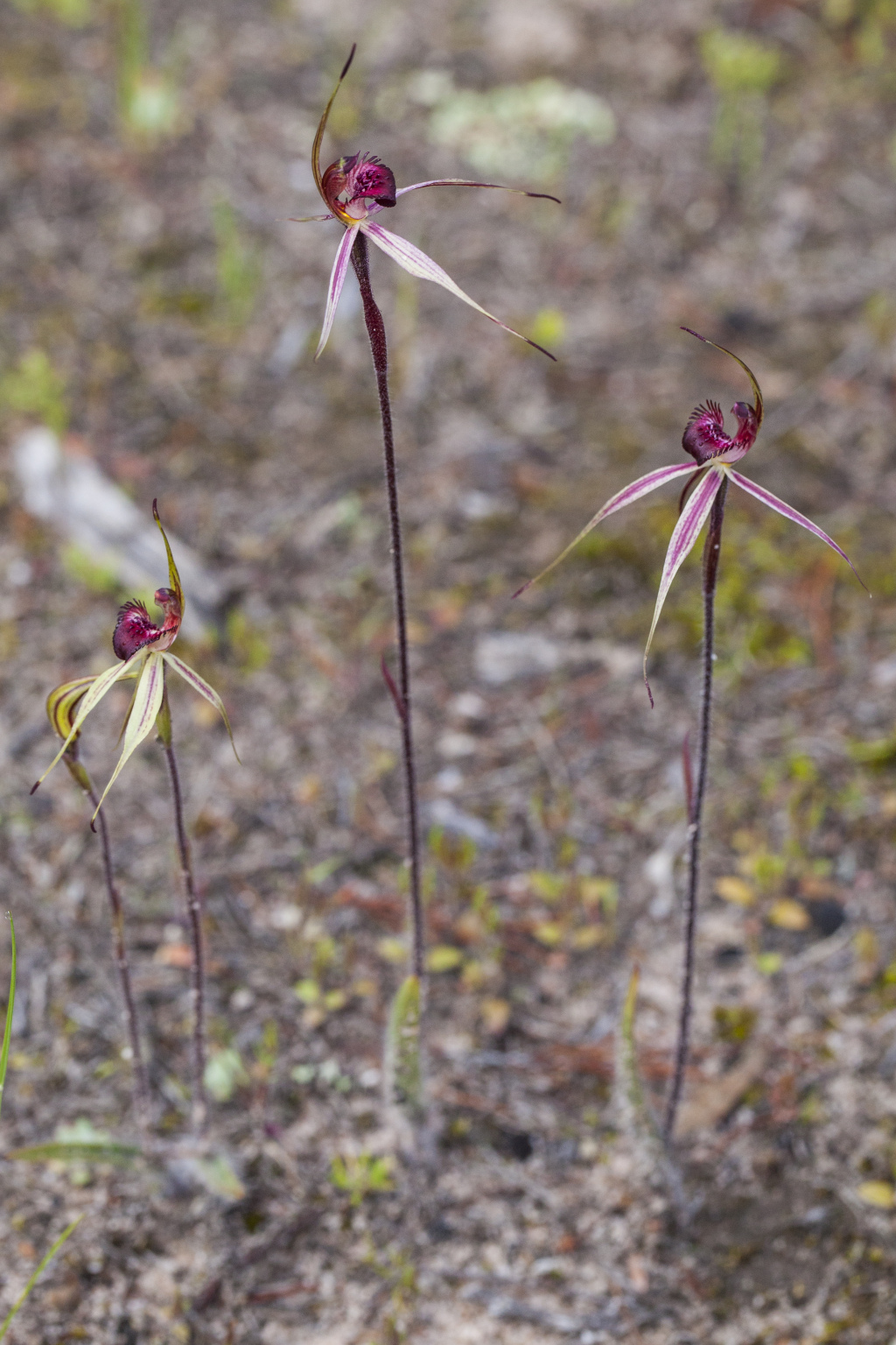 Caladenia lowanensis (hero image)