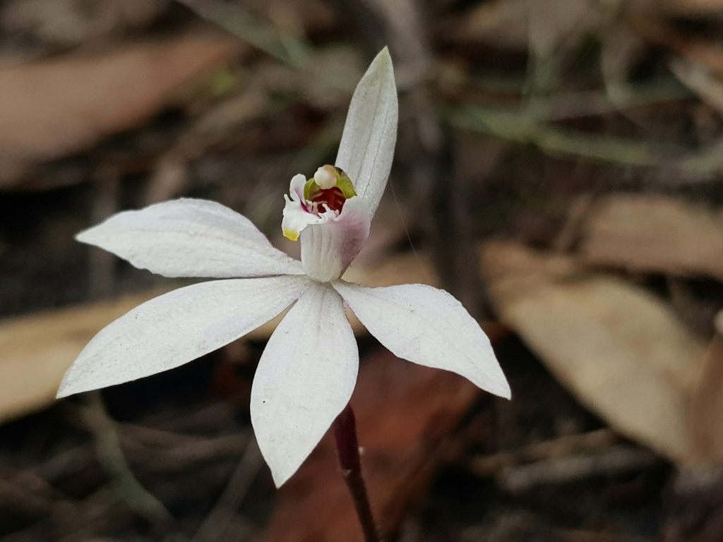 Caladenia maritima (hero image)