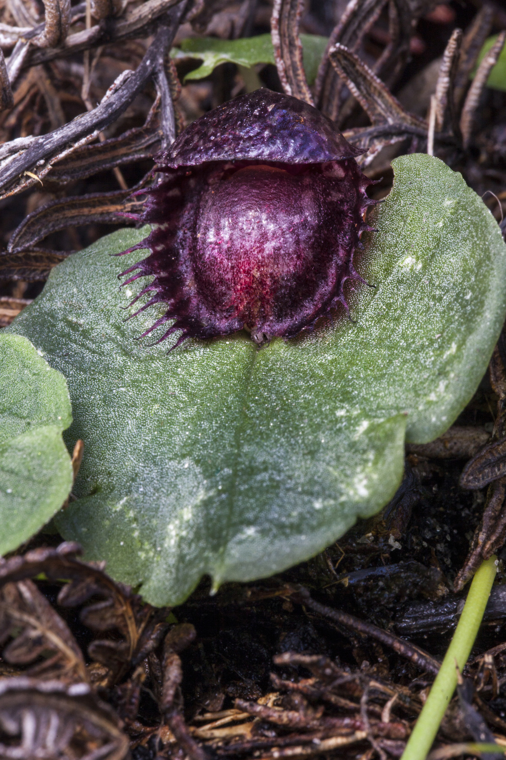 Corybas fimbriatus (hero image)