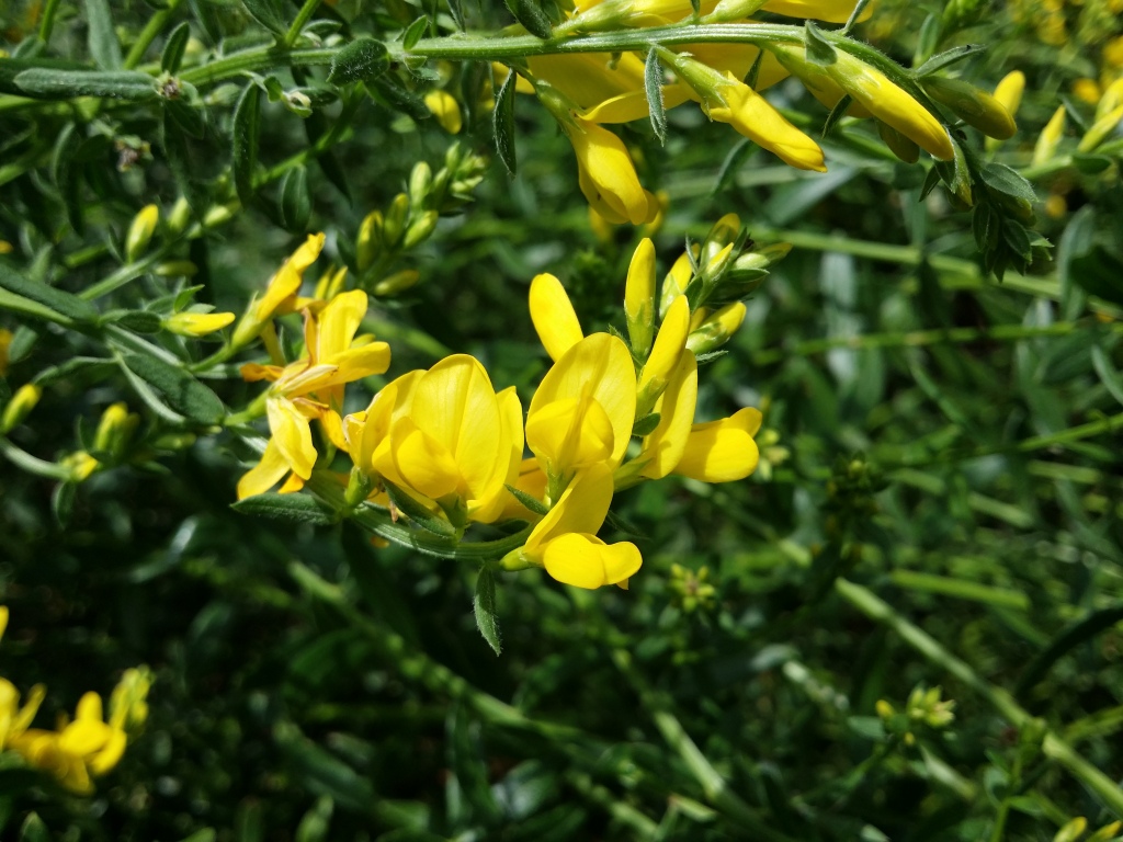 Genista tinctoria (hero image)