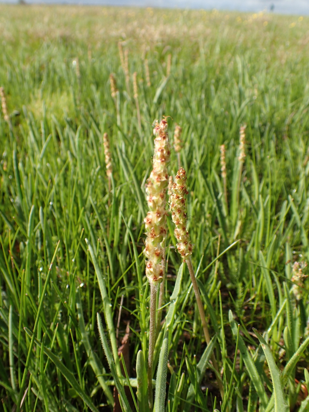 Plantago gaudichaudii (hero image)