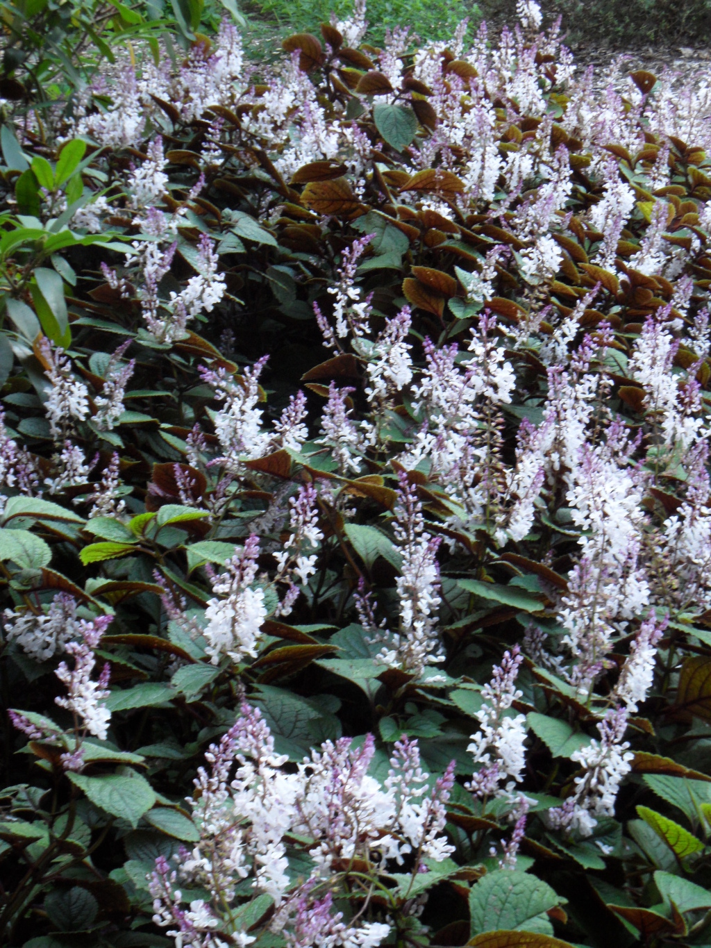 Plectranthus ciliatus (hero image)