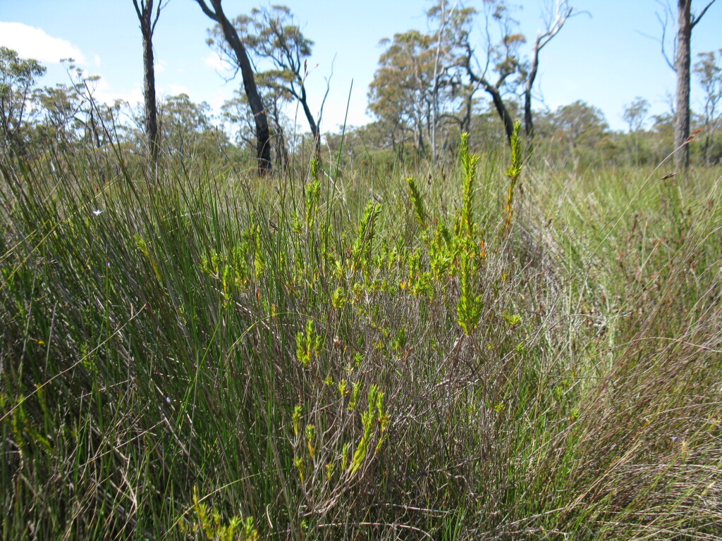 Styphelia esquamata (hero image)