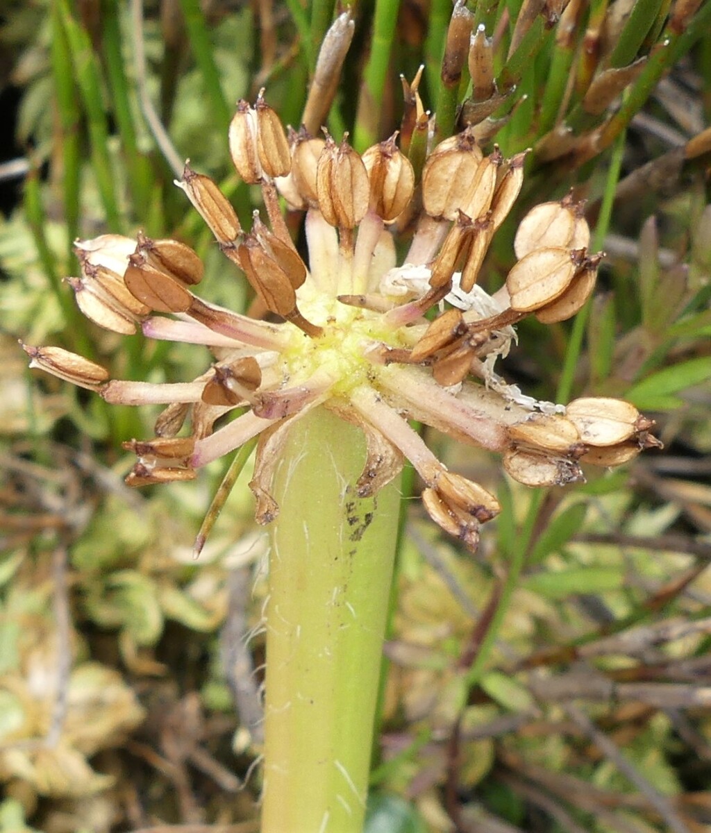 Diplaspis (hero image)