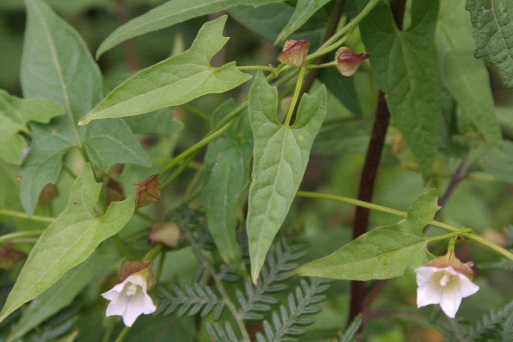 Calystegia marginata (hero image)