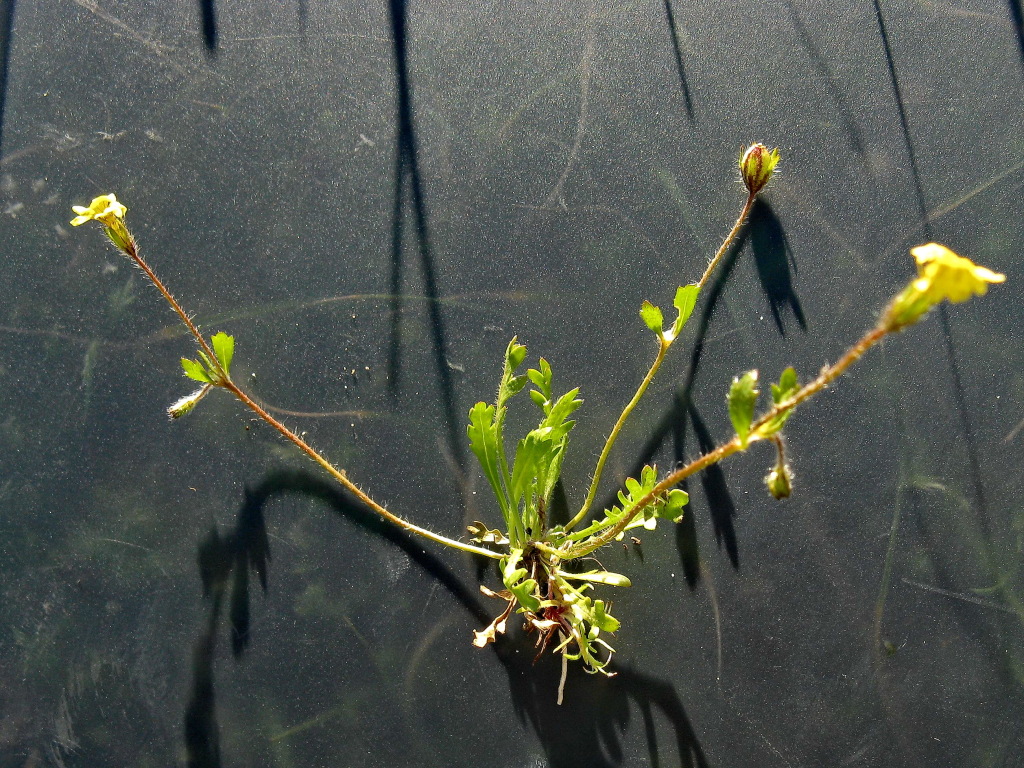 Goodenia pusilliflora (hero image)