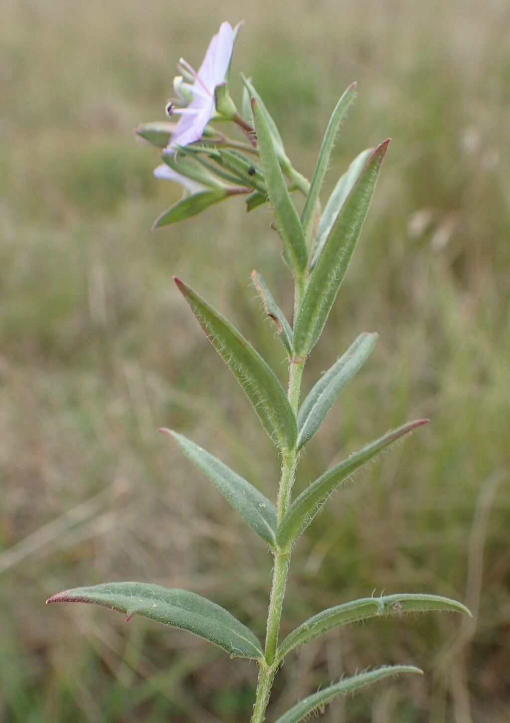 Veronica gracilis (hero image)