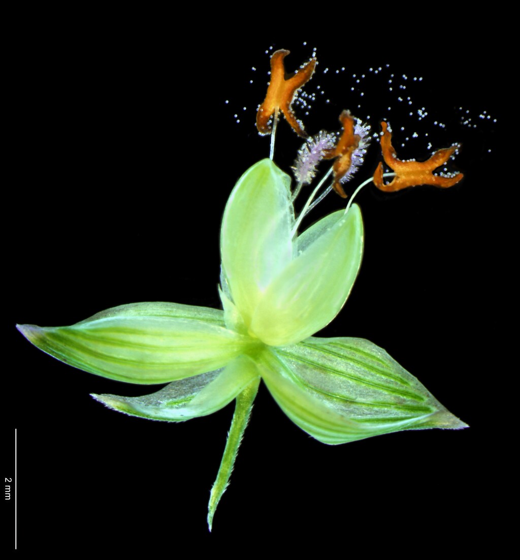 Panicum miliaceum (hero image)