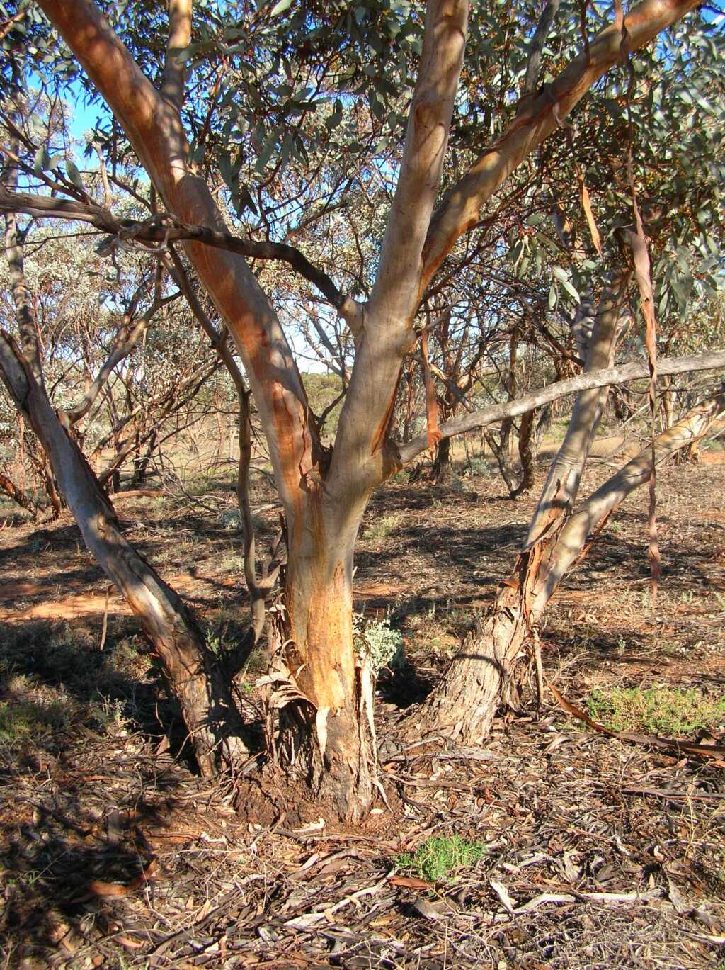 Eucalyptus cyanophylla (hero image)