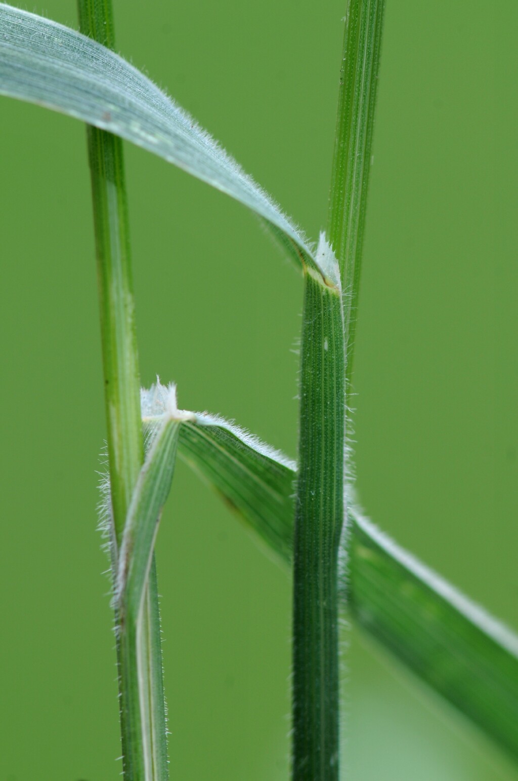 Bromus lithobius (hero image)