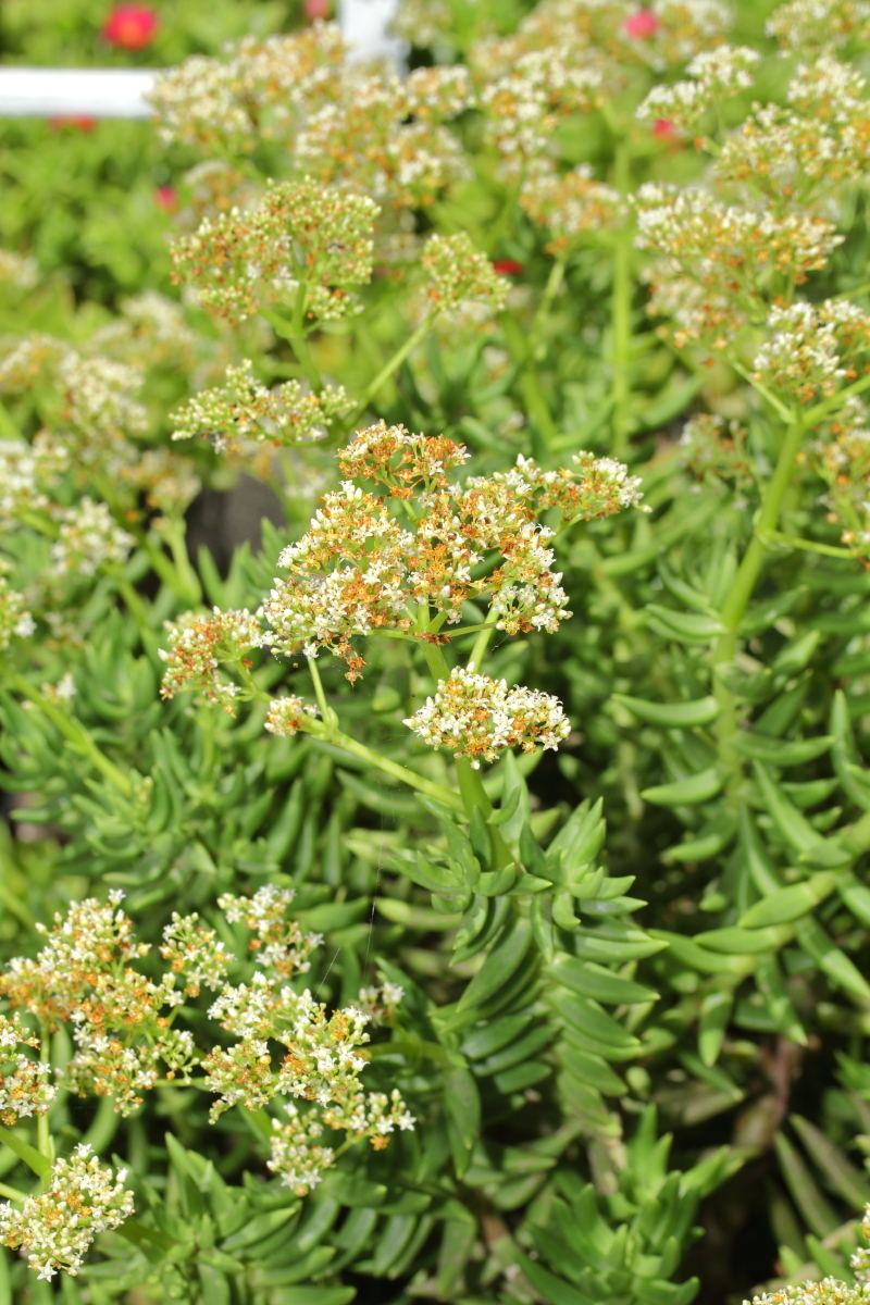 Crassula tetragona (hero image)