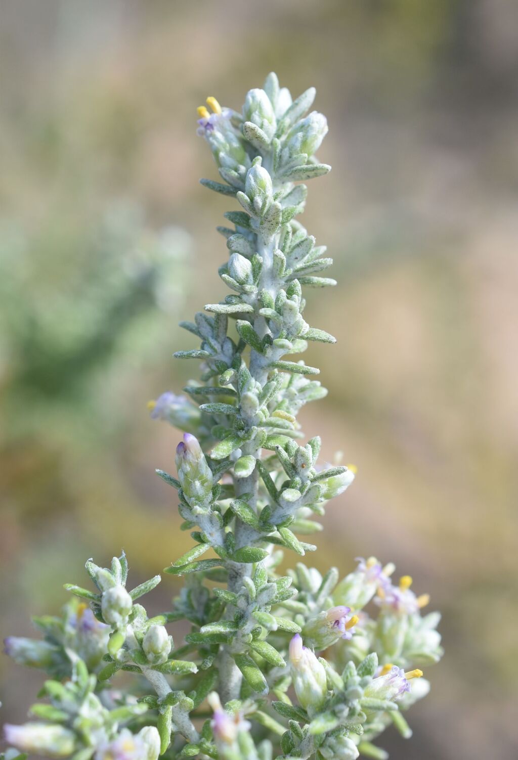 Olearia sp. 2 (hero image)