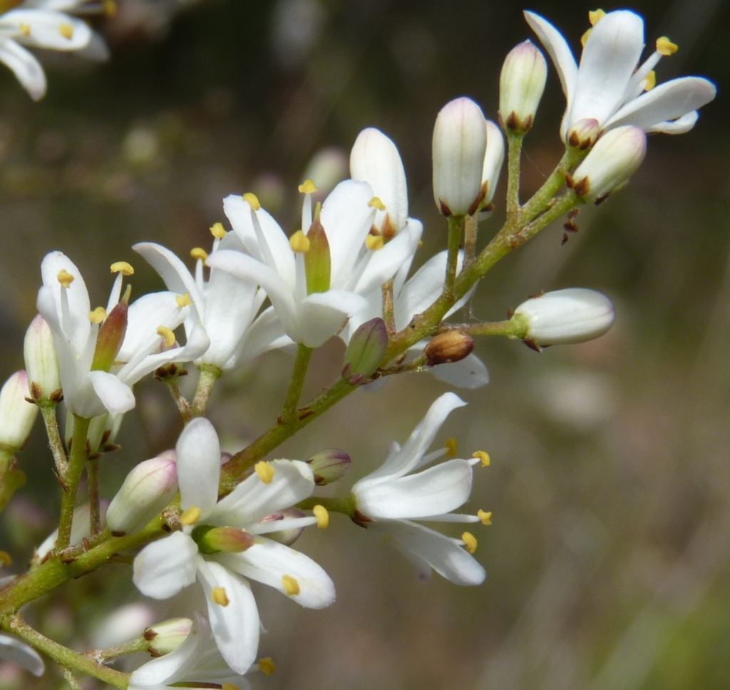 Bursaria spinosa (hero image)