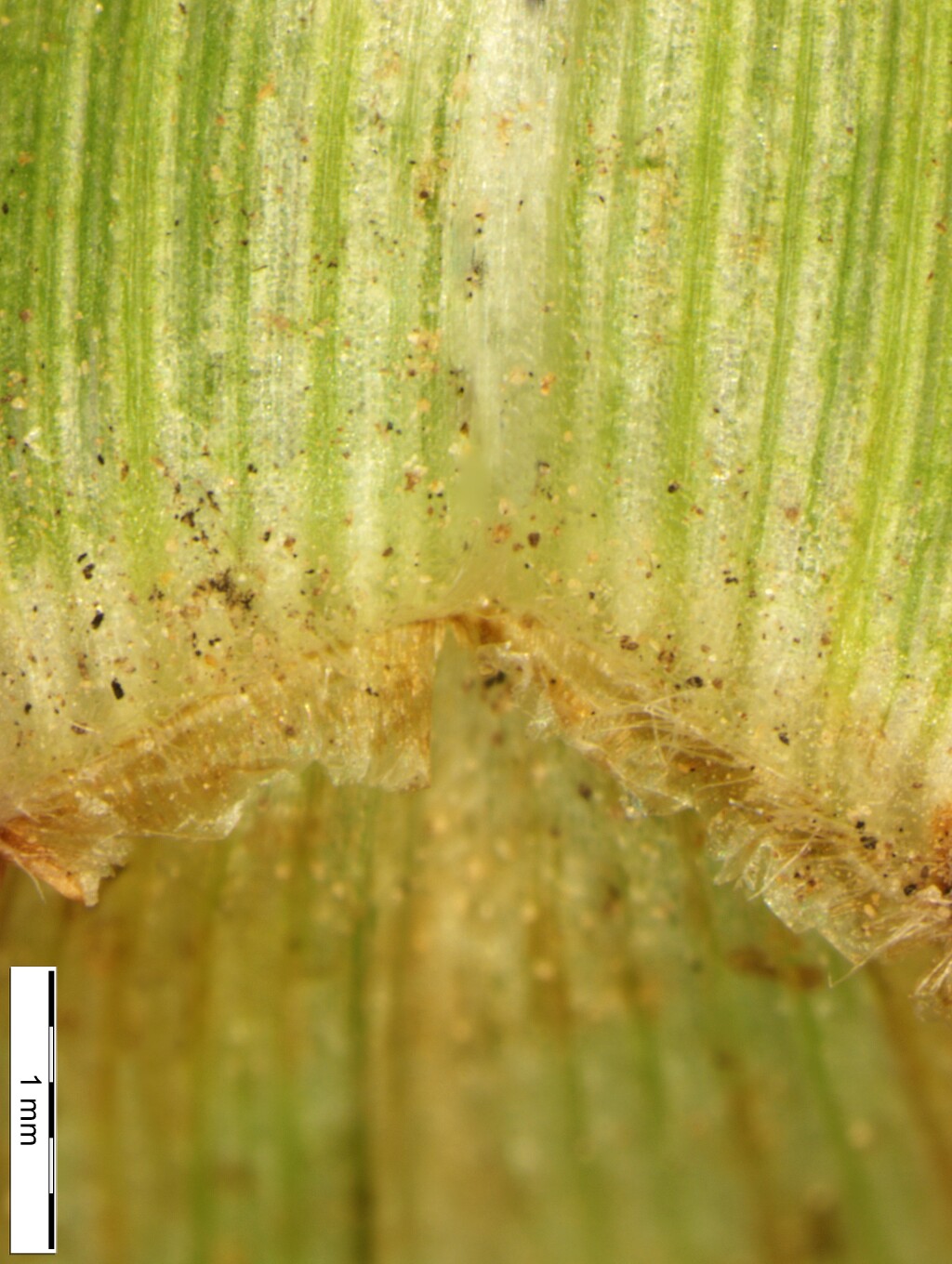 Paspalum notatum (hero image)