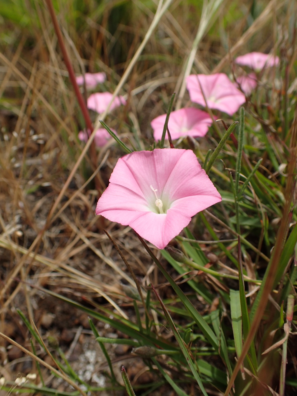 Convolvulus (hero image)