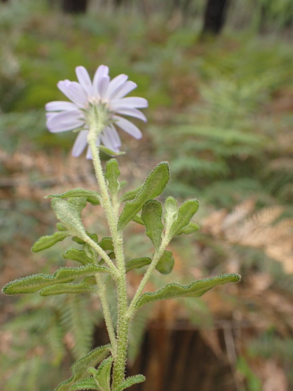 Olearia asterotricha subsp. lobata (hero image)