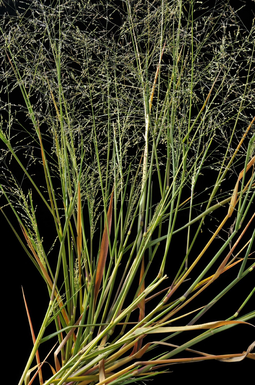 Panicum schinzii (hero image)