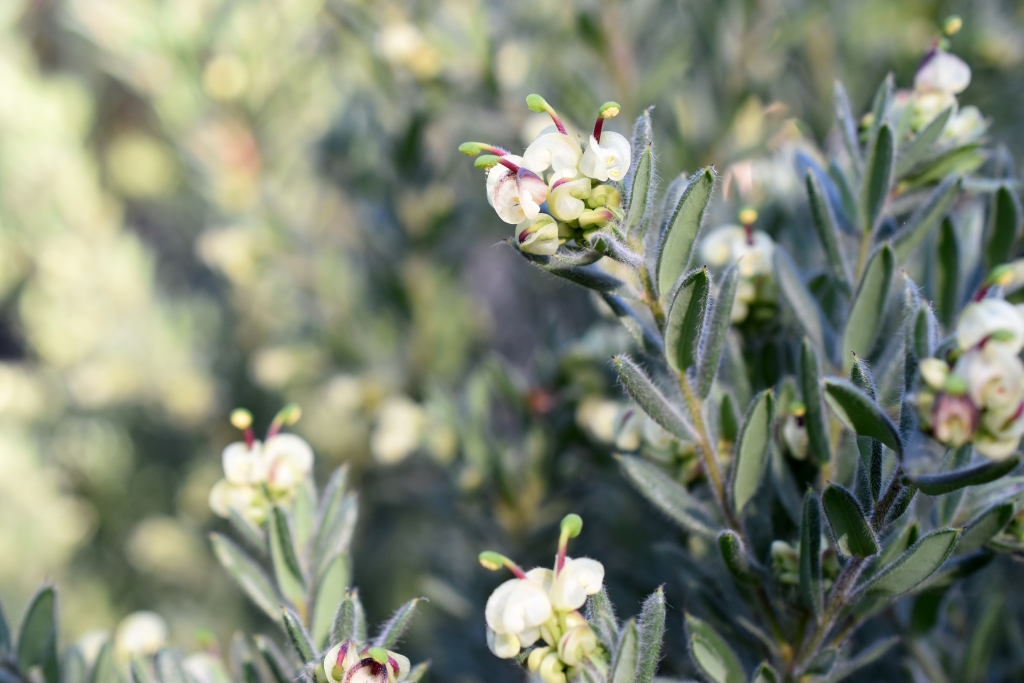 Grevillea jephcottii (hero image)