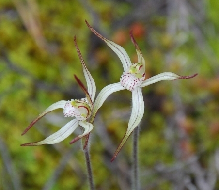 Caladenia bicalliata subsp. bicalliata (hero image)