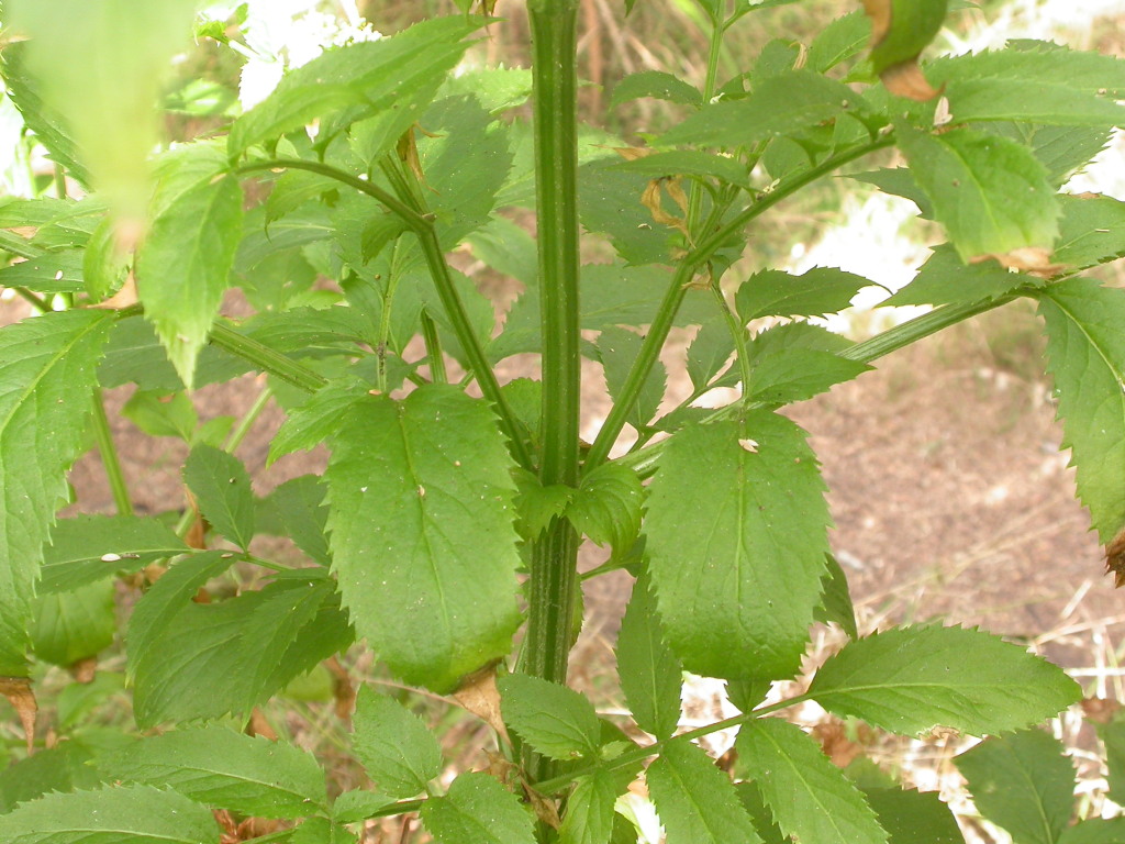 Sambucus gaudichaudiana (hero image)