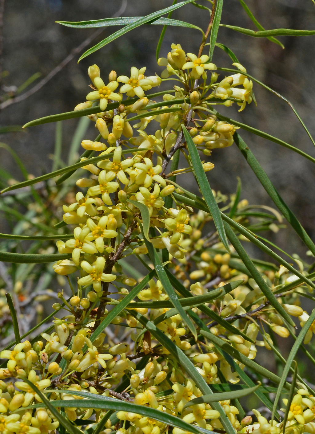 Pittosporum angustifolium (hero image)