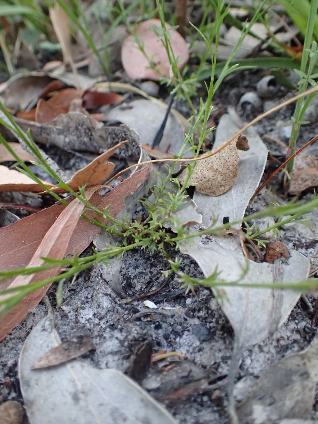 Platysace heterophylla (hero image)