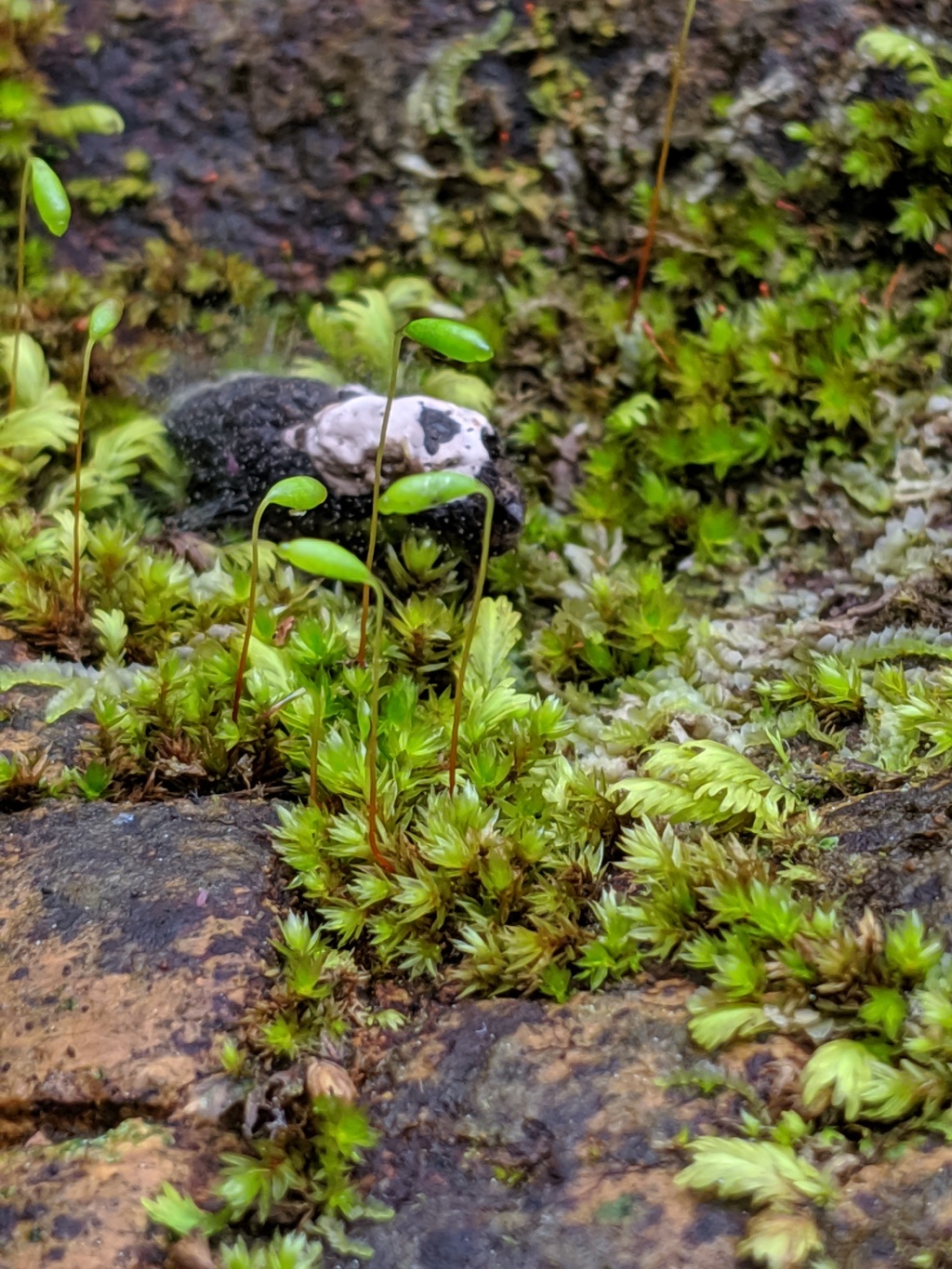 Ptychostomum creberrimum (hero image)