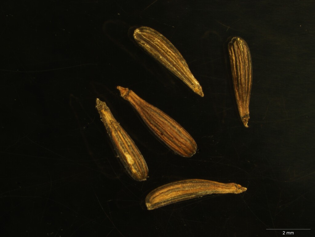 Oreomyrrhis ciliata (hero image)